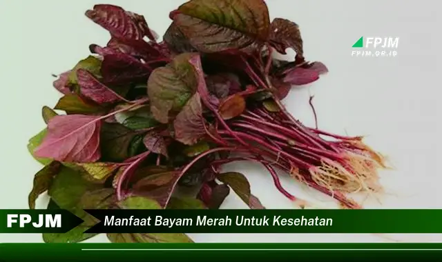 manfaat bayam merah untuk kesehatan