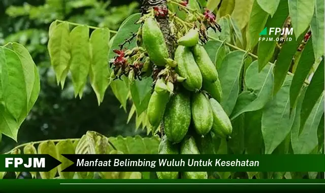 manfaat belimbing wuluh untuk kesehatan