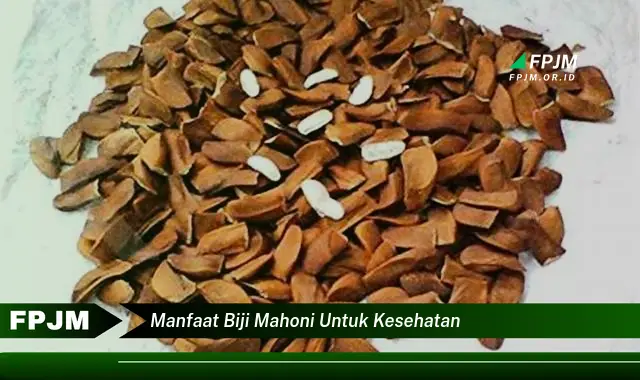 manfaat biji mahoni untuk kesehatan manfaat biji mahoni untuk kesehatan
