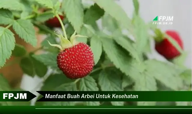 manfaat buah arbei untuk kesehatan