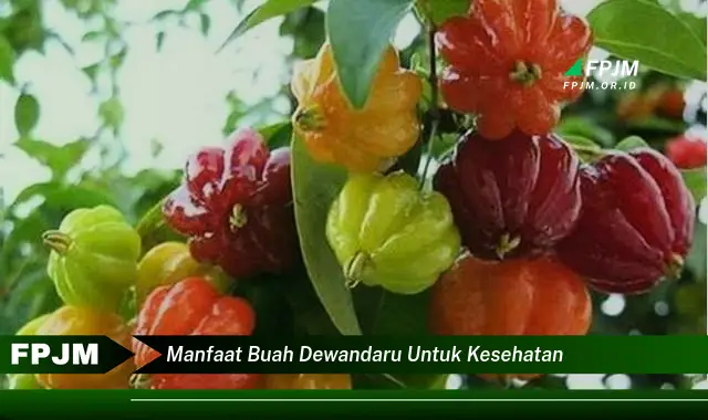 manfaat buah dewandaru untuk kesehatan