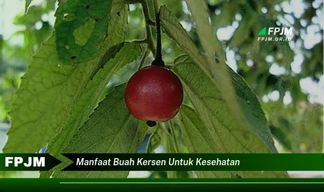 manfaat buah kersen untuk kesehatan