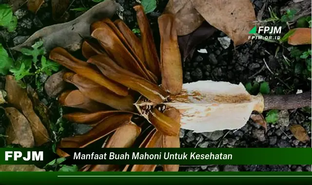 manfaat buah mahoni untuk kesehatan