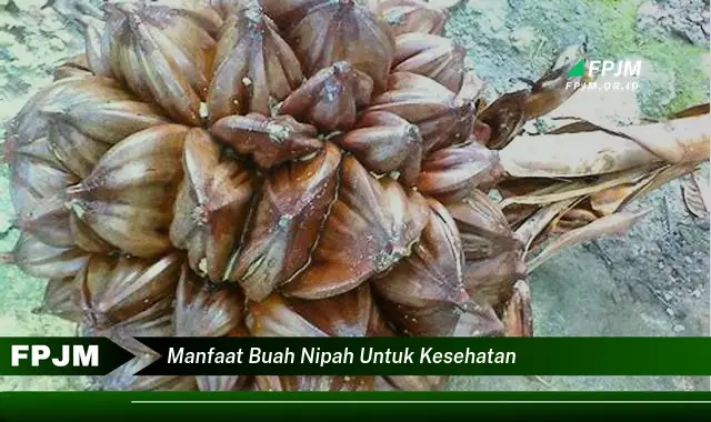 manfaat buah nipah untuk kesehatan