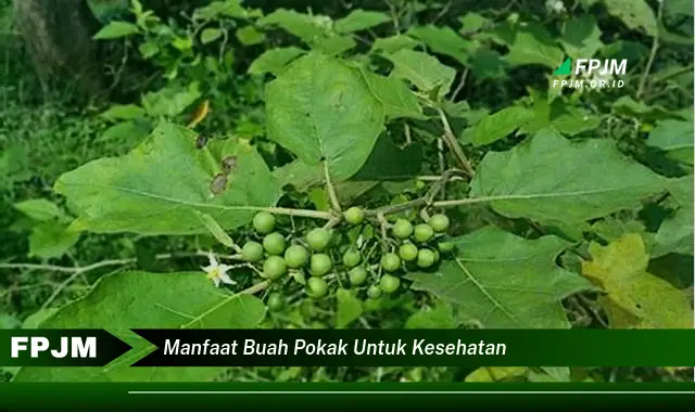 manfaat buah pokak untuk kesehatan
