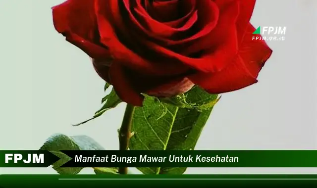 manfaat bunga mawar untuk kesehatan manfaat bunga mawar untuk kesehatan