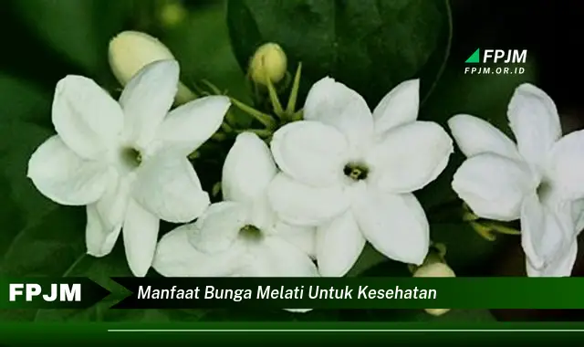 manfaat bunga melati untuk kesehatan