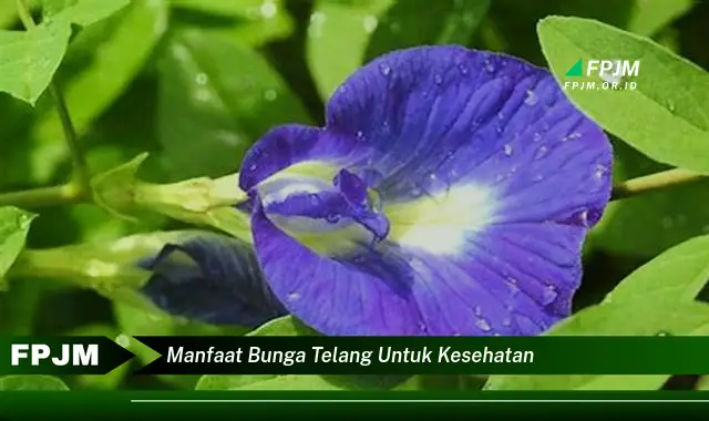 manfaat bunga telang untuk kesehatan