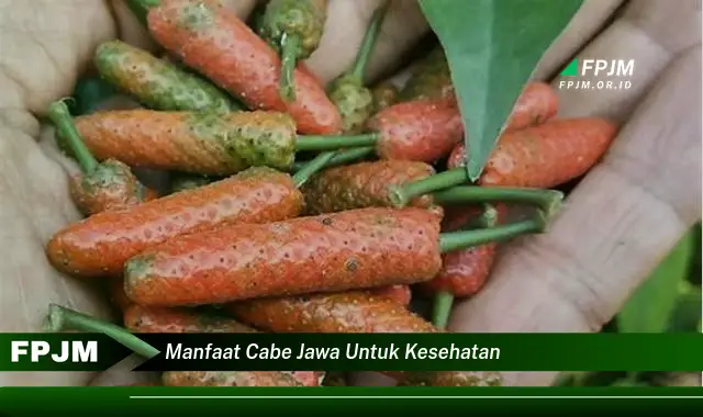 manfaat cabe jawa untuk kesehatan