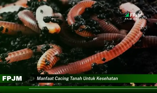 manfaat cacing tanah untuk kesehatan manfaat cacing tanah untuk kesehatan