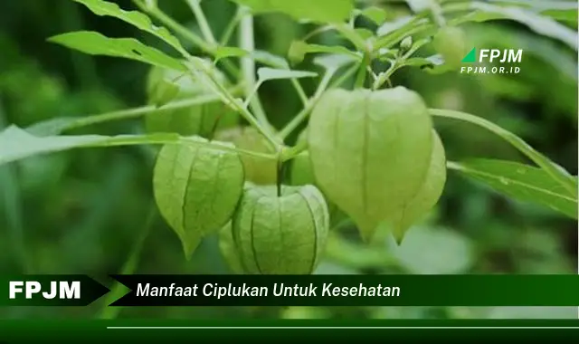 manfaat ciplukan untuk kesehatan