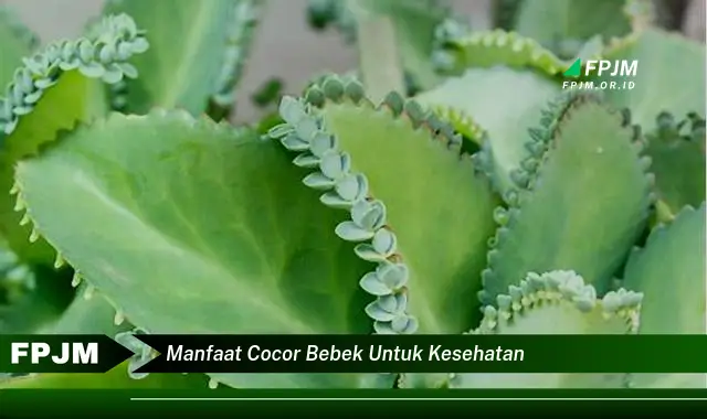 manfaat cocor bebek untuk kesehatan