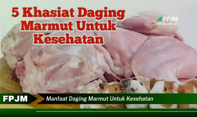 manfaat daging marmut untuk kesehatan