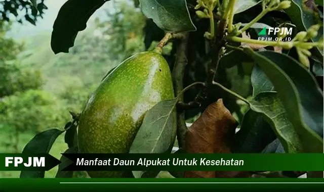manfaat daun alpukat untuk kesehatan