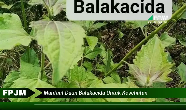 manfaat daun balakacida untuk kesehatan