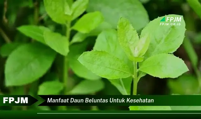 manfaat daun beluntas untuk kesehatan