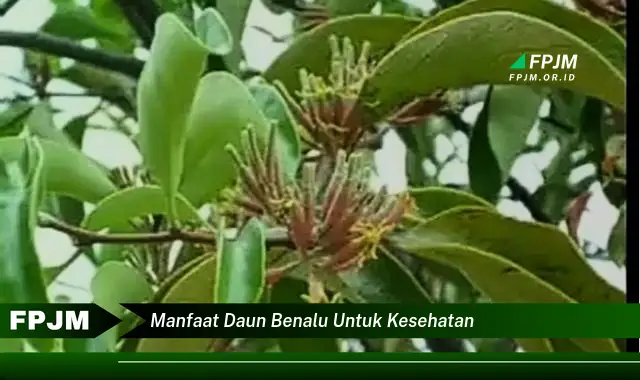manfaat daun benalu untuk kesehatan