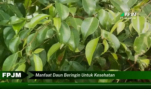 manfaat daun beringin untuk kesehatan