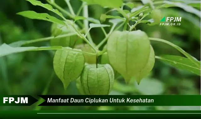 manfaat daun ciplukan untuk kesehatan