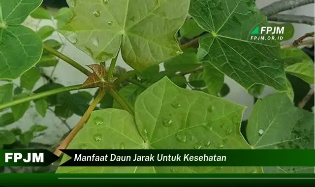 manfaat daun jarak untuk kesehatan manfaat daun jarak untuk kesehatan