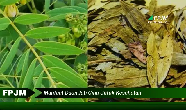 manfaat daun jati cina untuk kesehatan manfaat daun jati cina untuk kesehatan