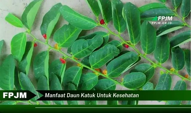manfaat daun katuk untuk kesehatan