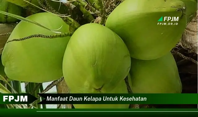 manfaat daun kelapa untuk kesehatan manfaat daun kelapa untuk kesehatan