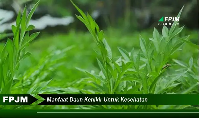 manfaat daun kenikir untuk kesehatan manfaat daun kenikir untuk kesehatan