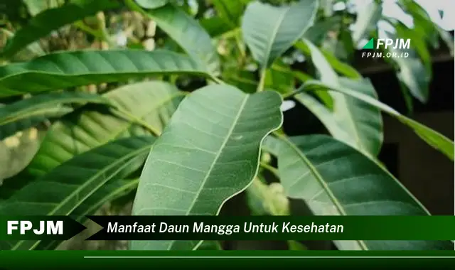 manfaat daun mangga untuk kesehatan manfaat daun mangga untuk kesehatan