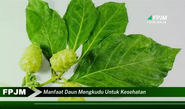 manfaat daun mengkudu untuk kesehatan manfaat daun mengkudu untuk kesehatan