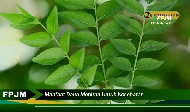 manfaat daun meniran untuk kesehatan