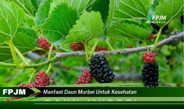 manfaat daun murbei untuk kesehatan