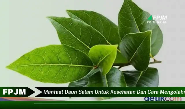 manfaat daun salam untuk kesehatan dan cara mengolahnya manfaat daun salam untuk kesehatan dan cara mengolahnya