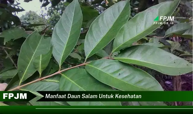 manfaat daun salam untuk kesehatan