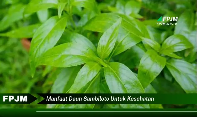 manfaat daun sambiloto untuk kesehatan