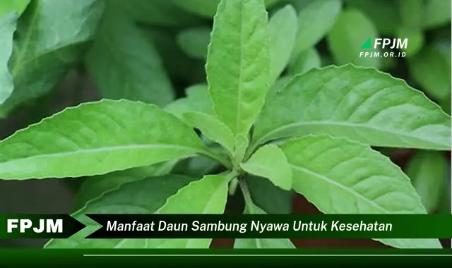 manfaat daun sambung nyawa untuk kesehatan manfaat daun sambung nyawa untuk kesehatan