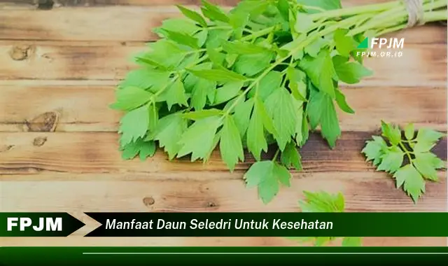 manfaat daun seledri untuk kesehatan