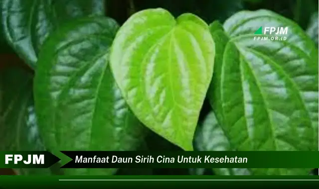 manfaat daun sirih cina untuk kesehatan