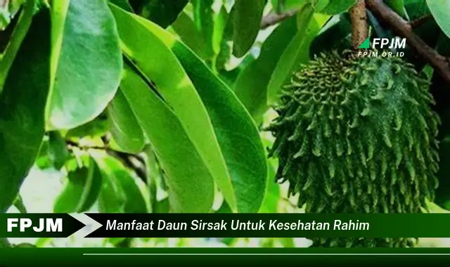 manfaat daun sirsak untuk kesehatan rahim