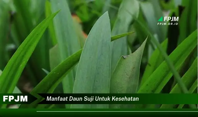 manfaat daun suji untuk kesehatan