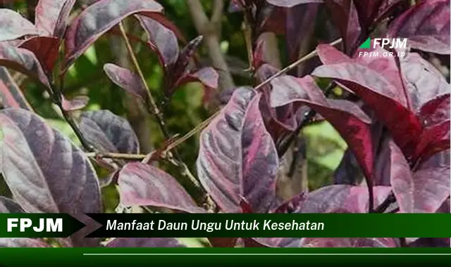 manfaat daun ungu untuk kesehatan