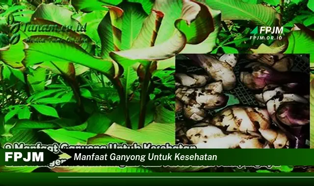 manfaat ganyong untuk kesehatan