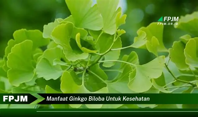 manfaat ginkgo biloba untuk kesehatan manfaat ginkgo biloba untuk kesehatan