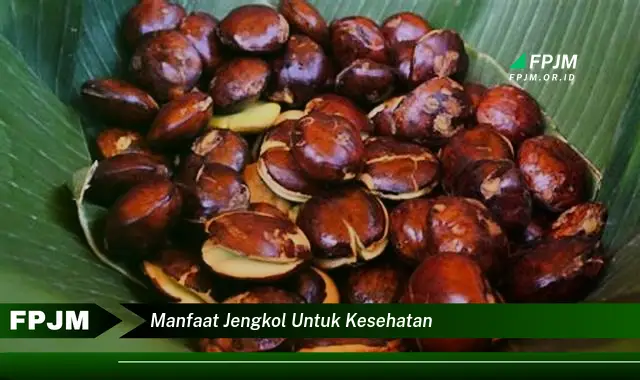 manfaat jengkol untuk kesehatan manfaat jengkol untuk kesehatan