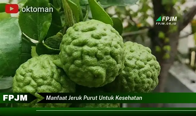 manfaat jeruk purut untuk kesehatan