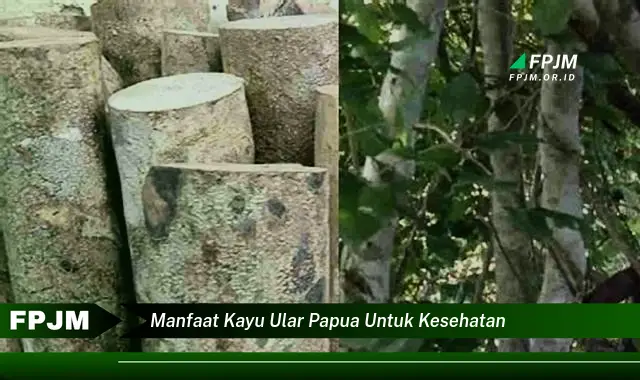 manfaat kayu ular papua untuk kesehatan manfaat kayu ular papua untuk kesehatan