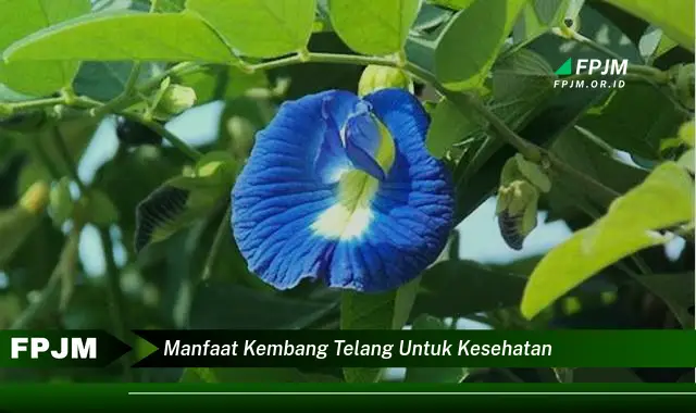 manfaat kembang telang untuk kesehatan