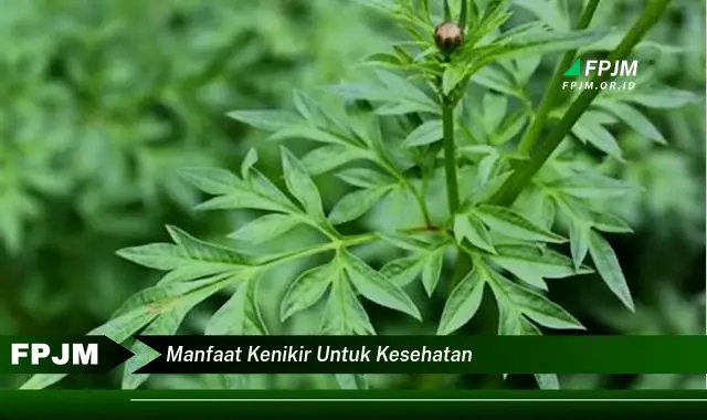 manfaat kenikir untuk kesehatan manfaat kenikir untuk kesehatan