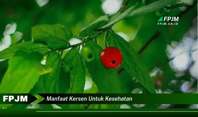 manfaat kersen untuk kesehatan