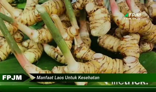manfaat laos untuk kesehatan manfaat laos untuk kesehatan